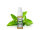 Elf Bar ELFLIQ - Spearmint - Liquid - 10 mg/ml - 10 ml